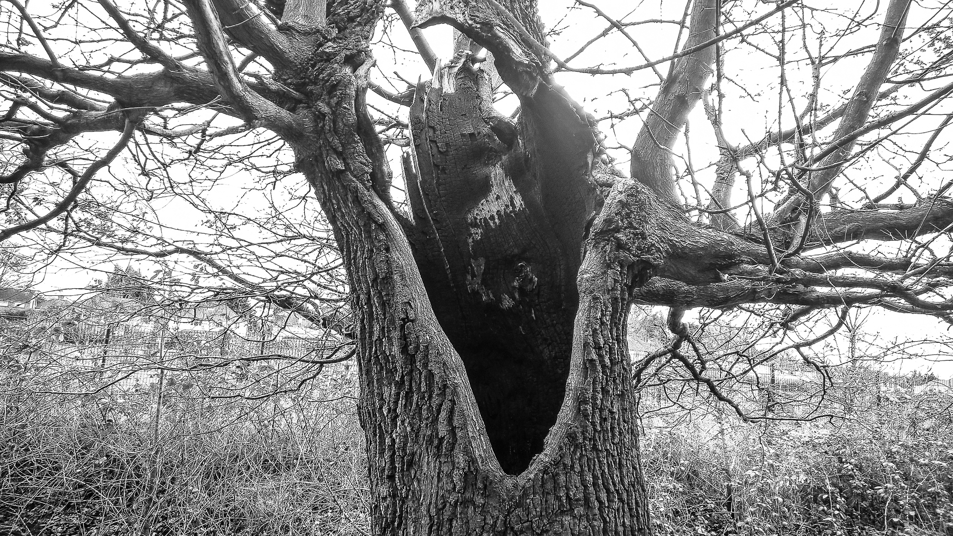 Bexley oaks - March 2017 djg-4