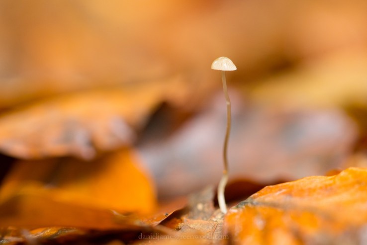 New Forest - 23-10-17 -1 djg (22)