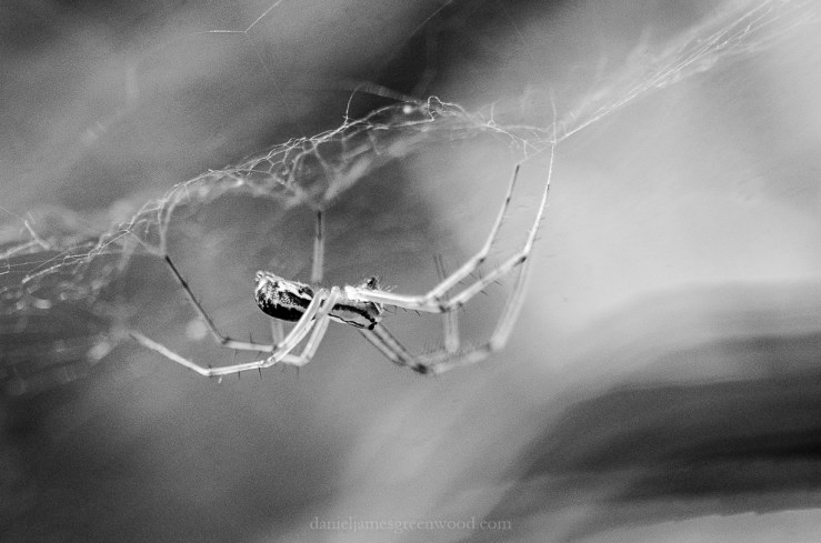 Spider silk-1