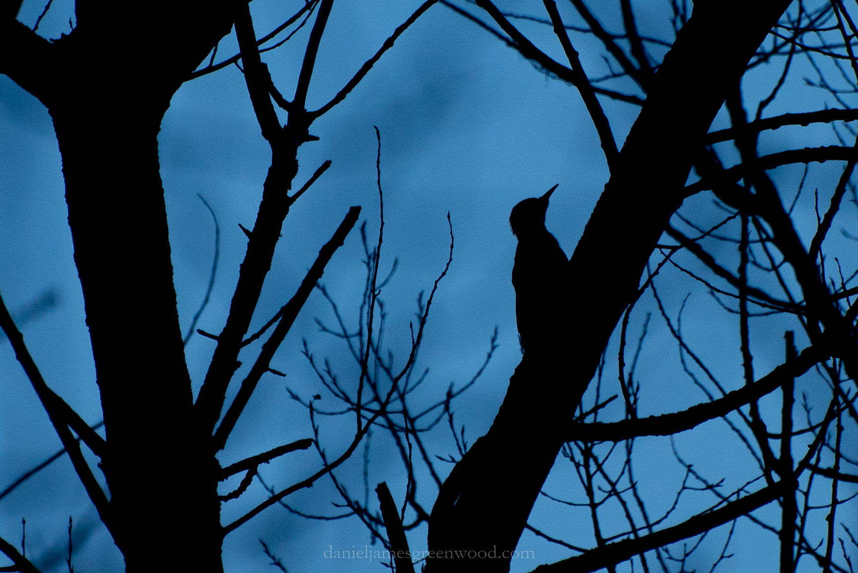 Woodpecker silhouette djg-1