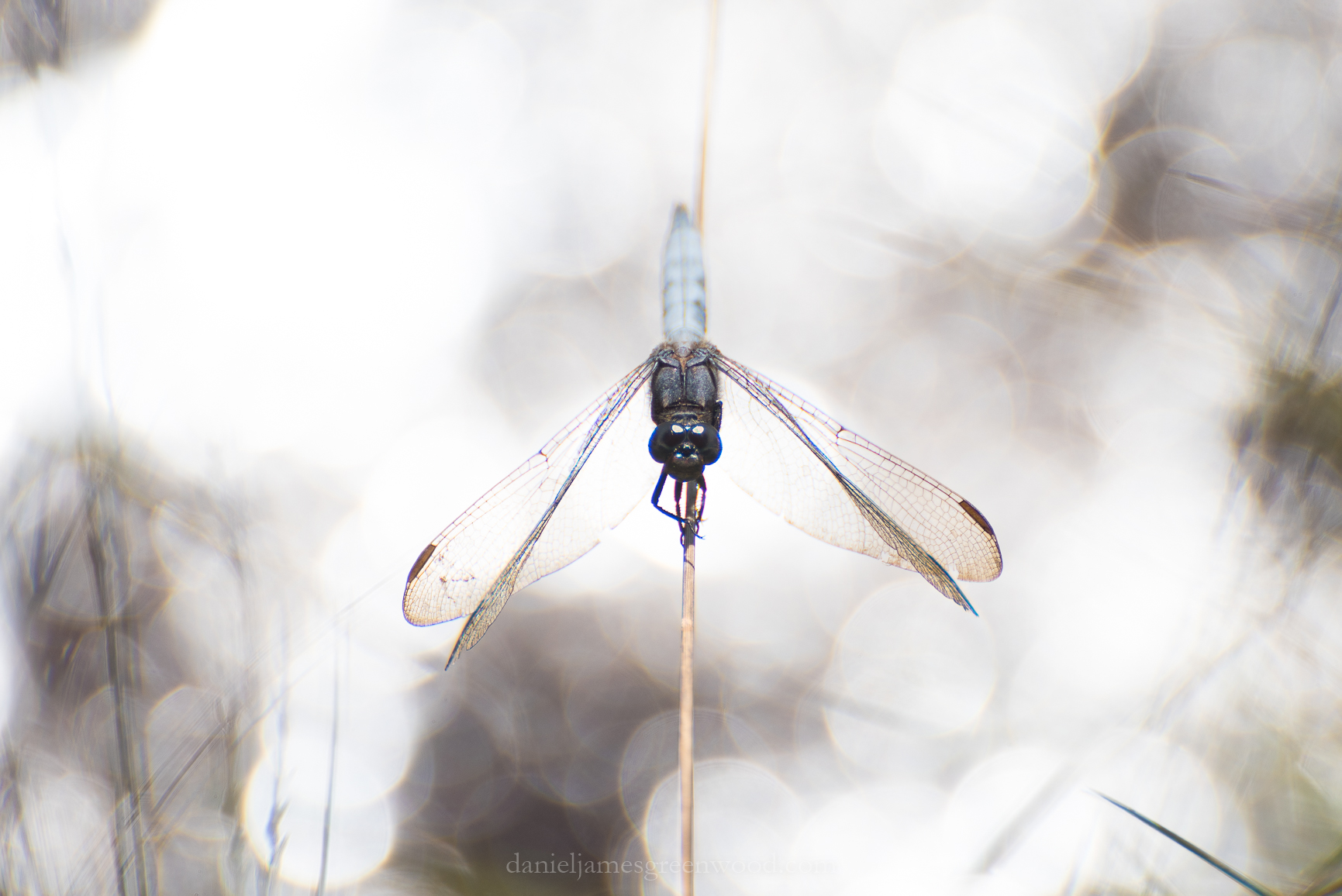Thursley - 29-6-2018 djg-30