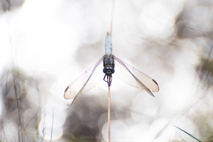Thursley - 29-6-2018 djg-30