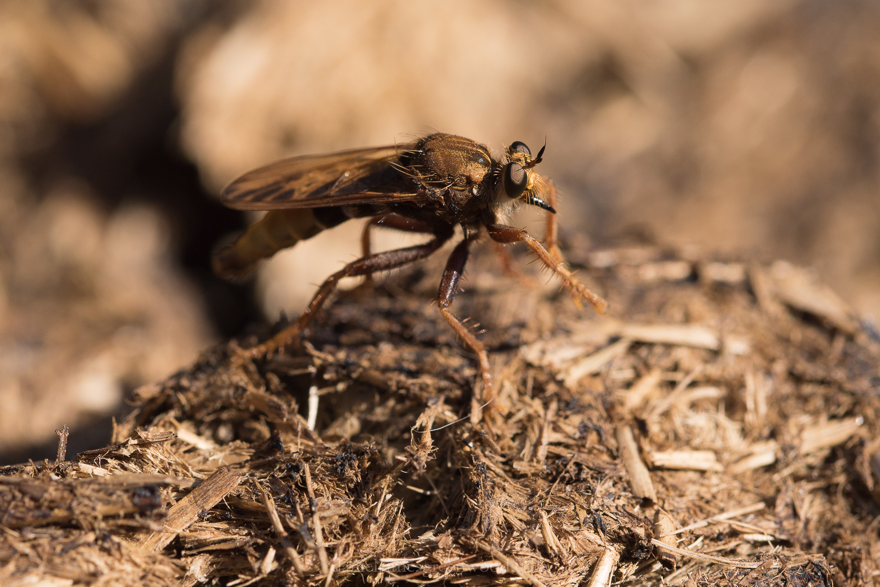 Thursley - 29-6-2018 djg-71