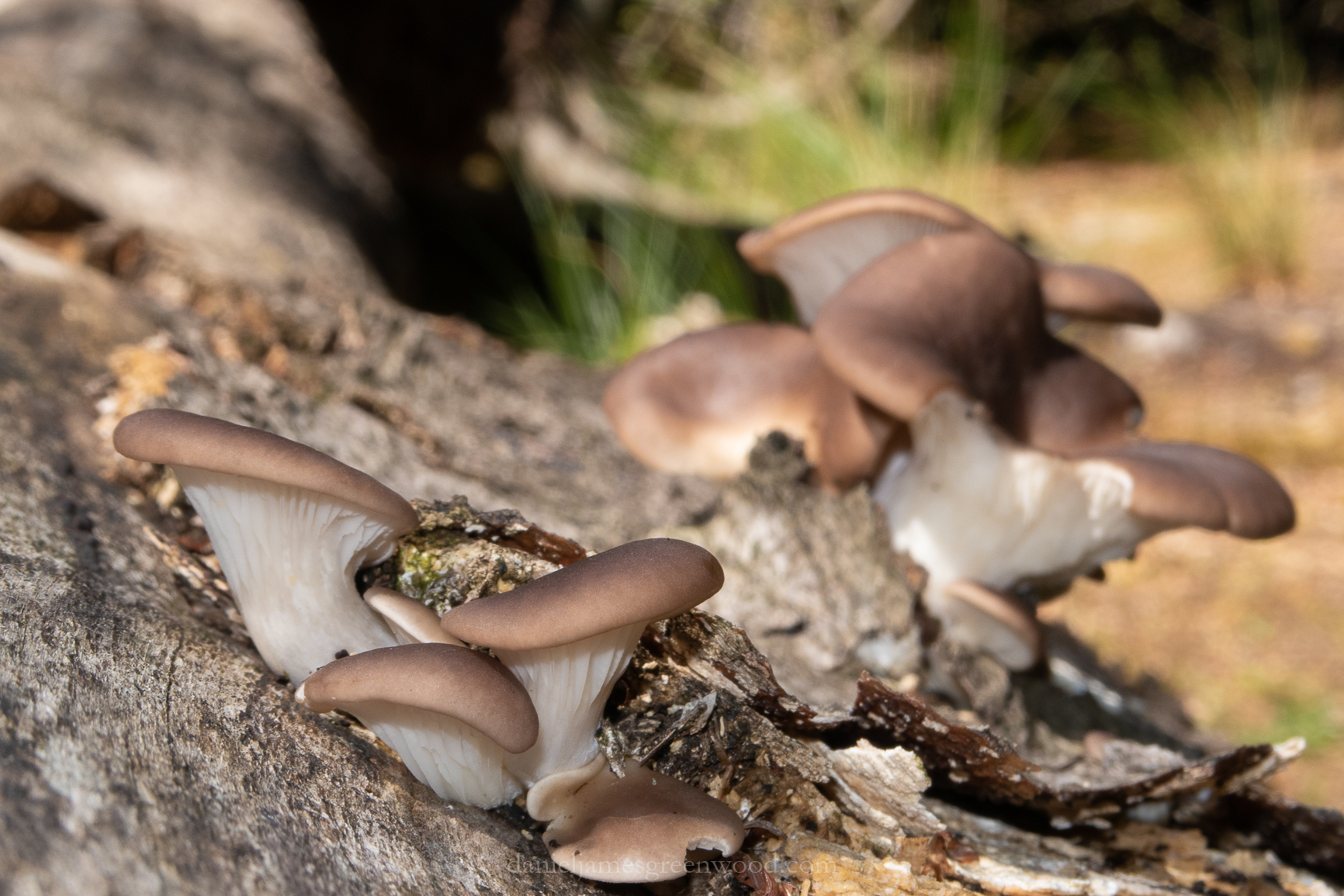 Epping Forest - 11-8-2018 - djg-50