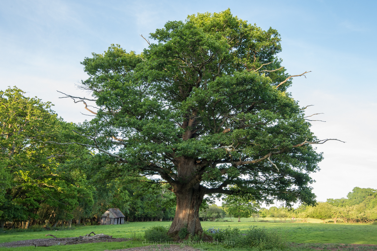 Oak – Unlocking Landscapes