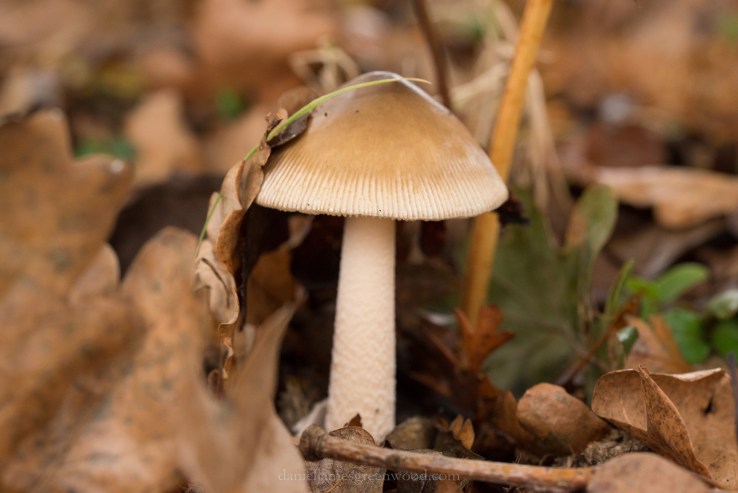 New Forest - 23-10-17 -1 djg (52)