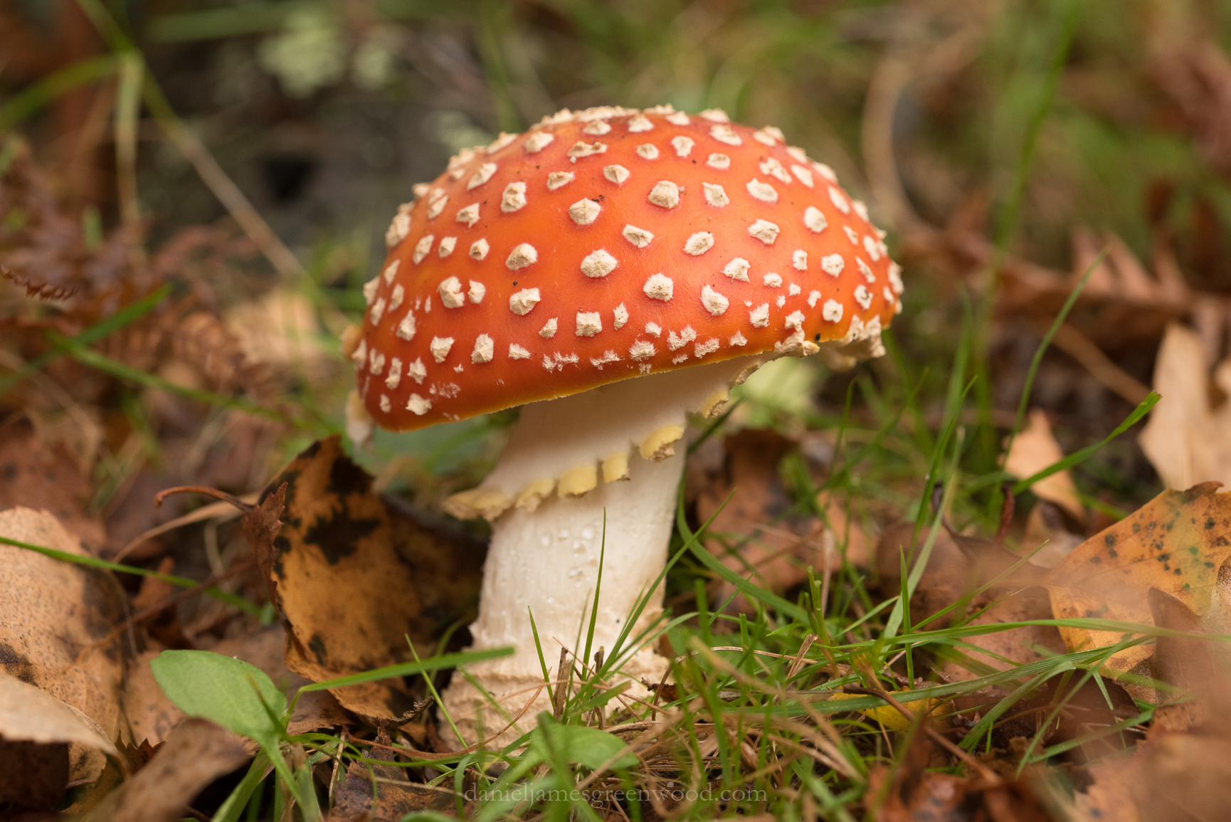 New Forest - 23-10-17 -1 djg (57)