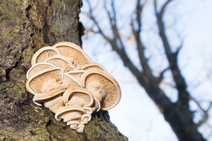 SHW 23-25-1-18 djg-20