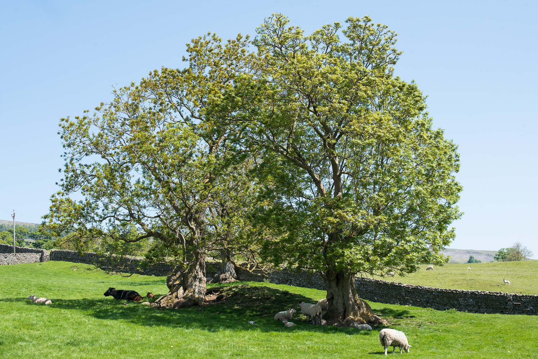 Ash – Unlocking Landscapes