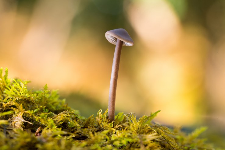 Ebernoe - 7-10-2018 djg-13