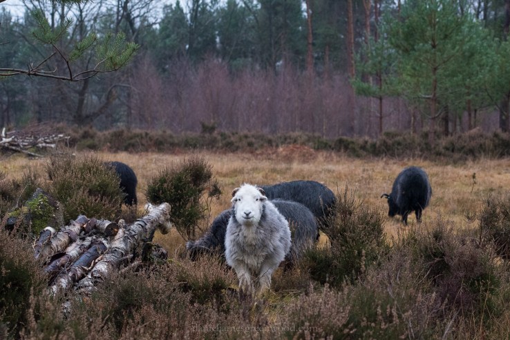 lp+ob woods - 19-1-2019 djg-17