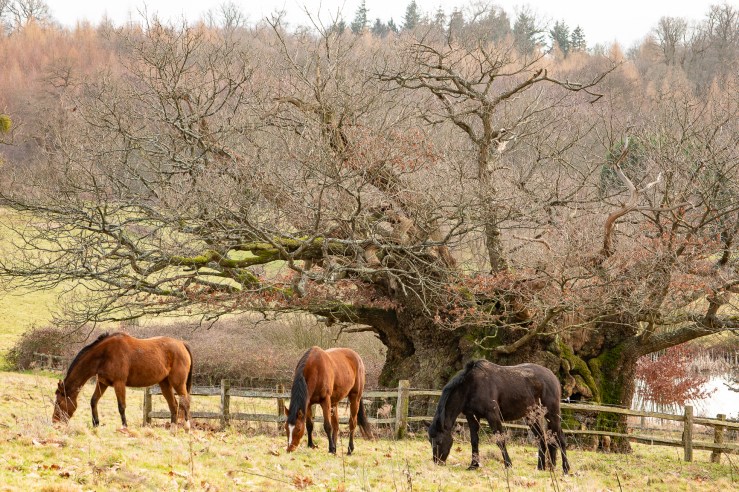 Cowdray - 12-2-2019 djg-14
