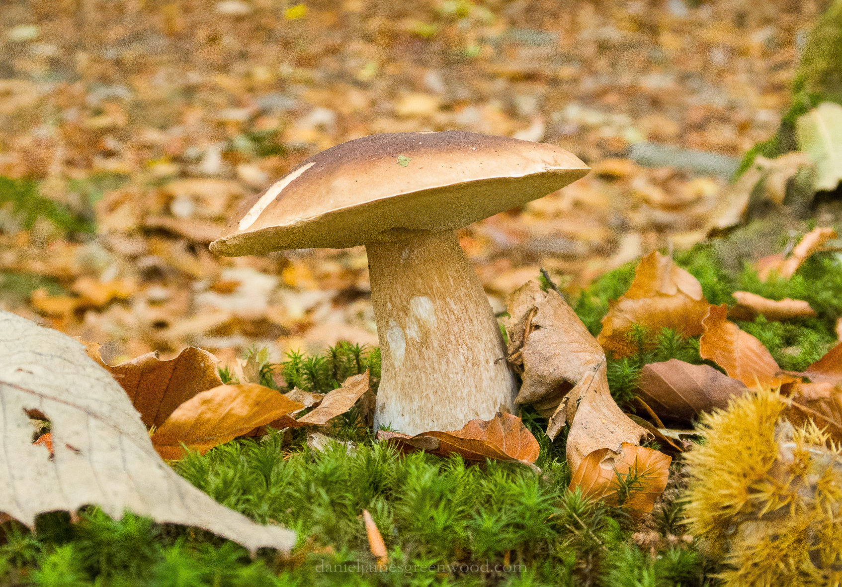 Dartmoor 2018 djg (6)