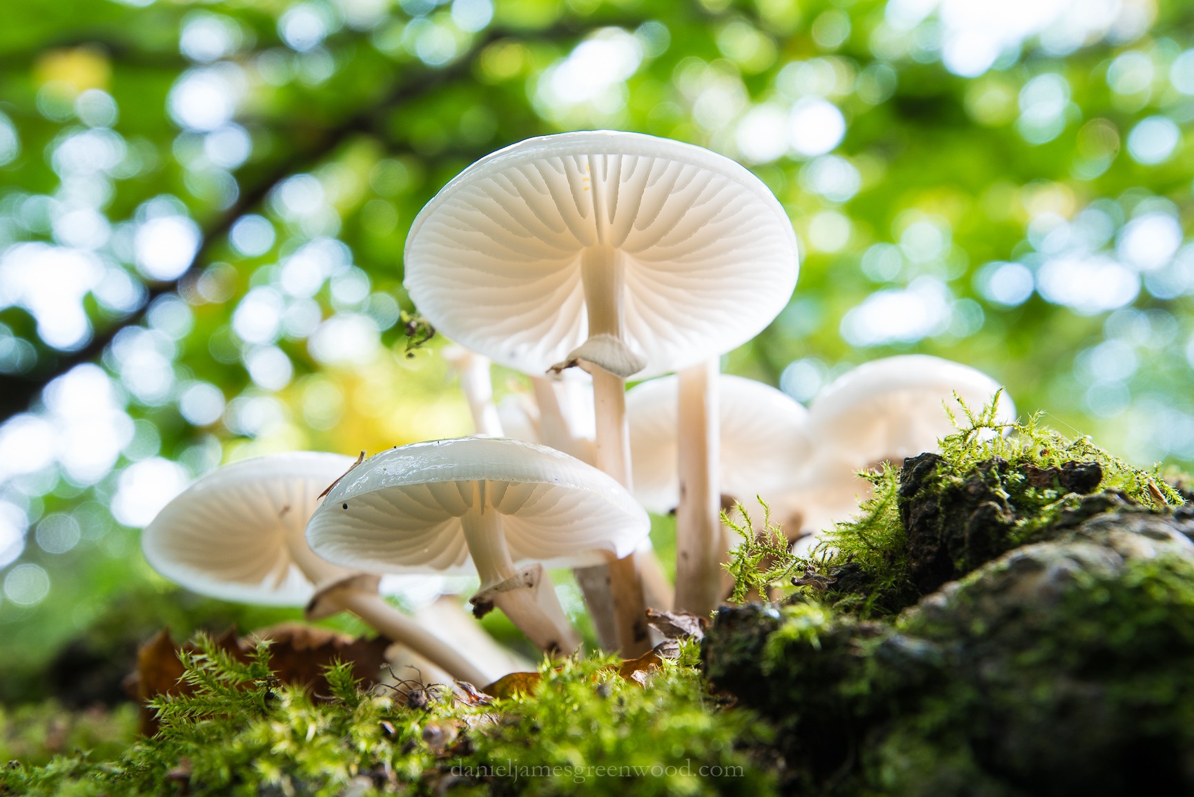 Ebernoe - 7-10-2018 djg-67