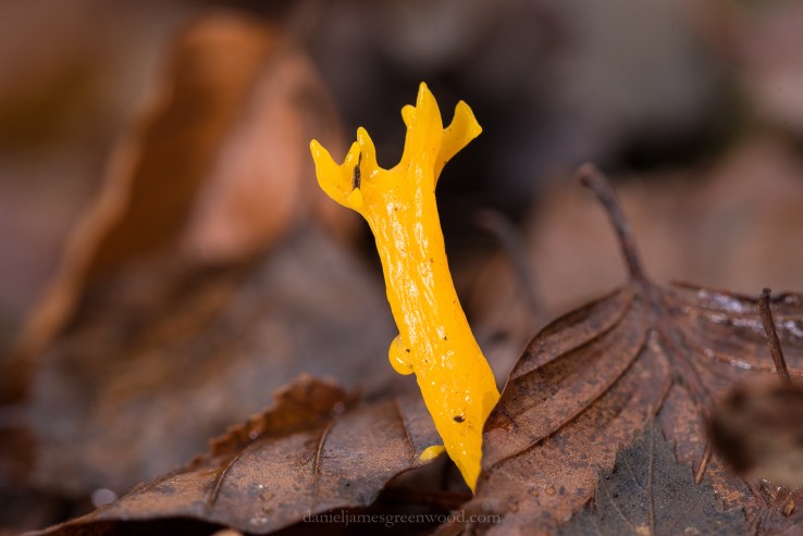 St. Leonards - November 2018 djg-14