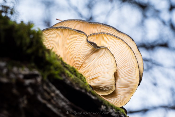 St. Leonards - November 2018 djg-37