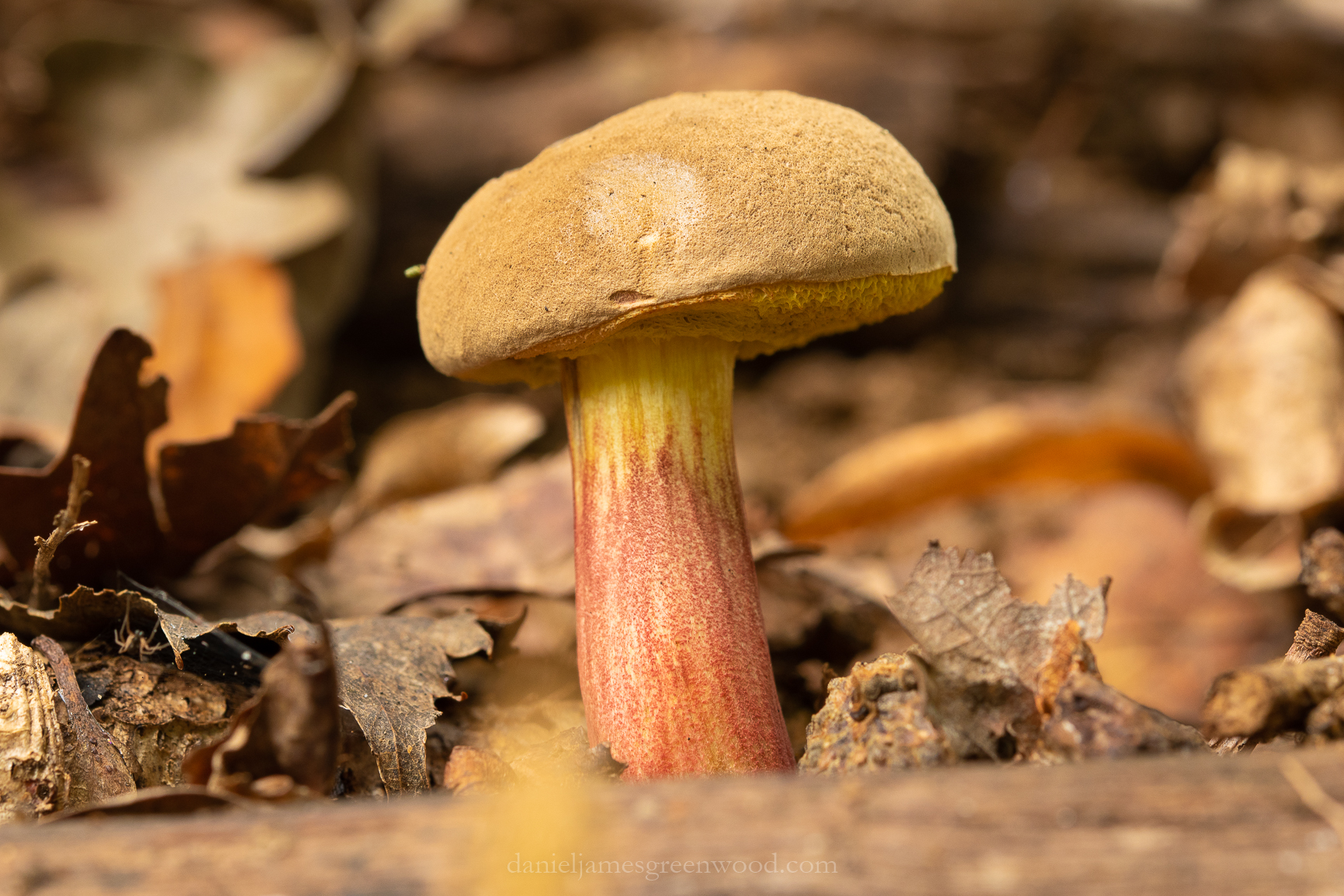 Cowdray - 6-9-2018 djg-1