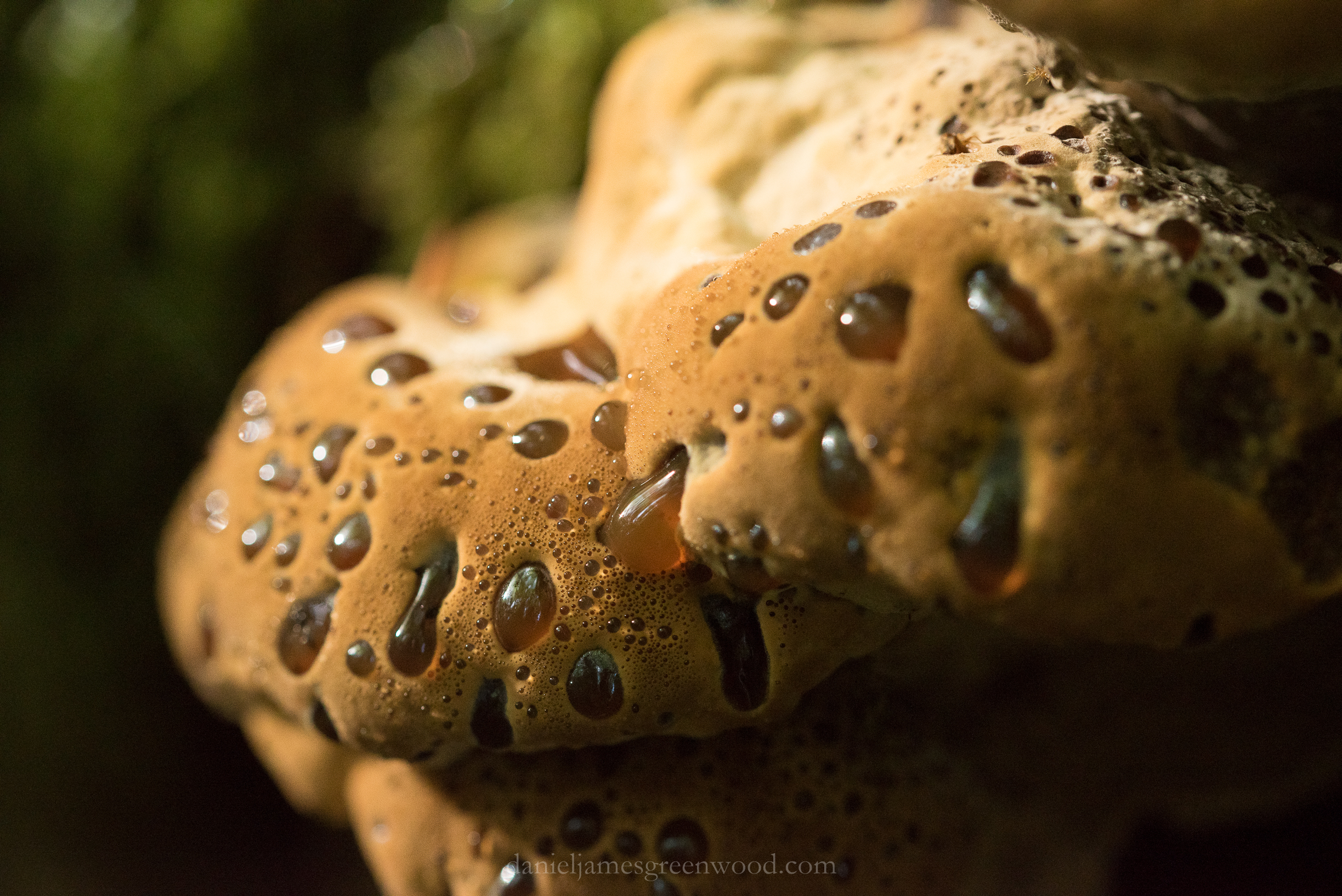 Ebernoe - 1-8-2018 - djg-23