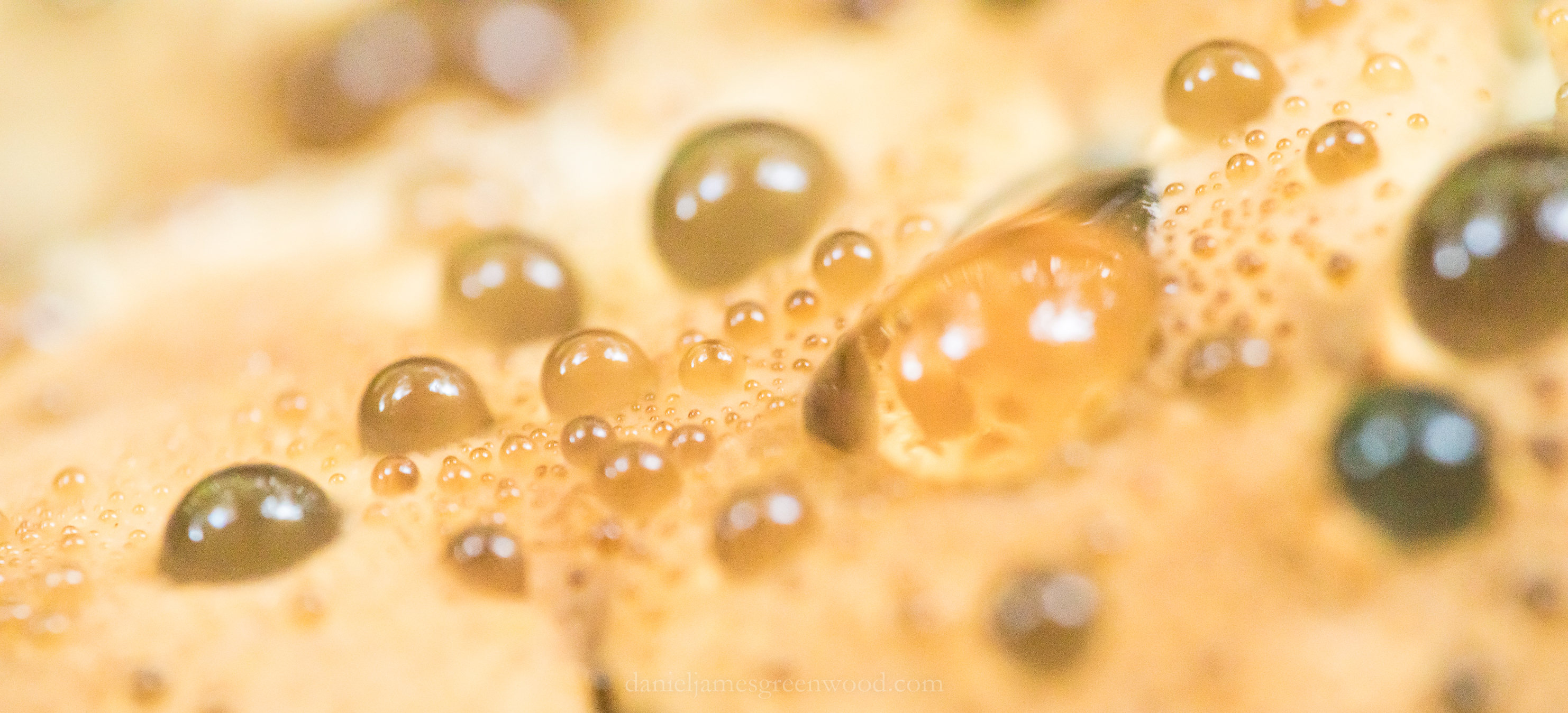 Ebernoe - 1-8-2018 - djg-25