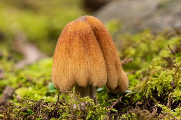 Ebernoe - 22-3-2019 djg-10