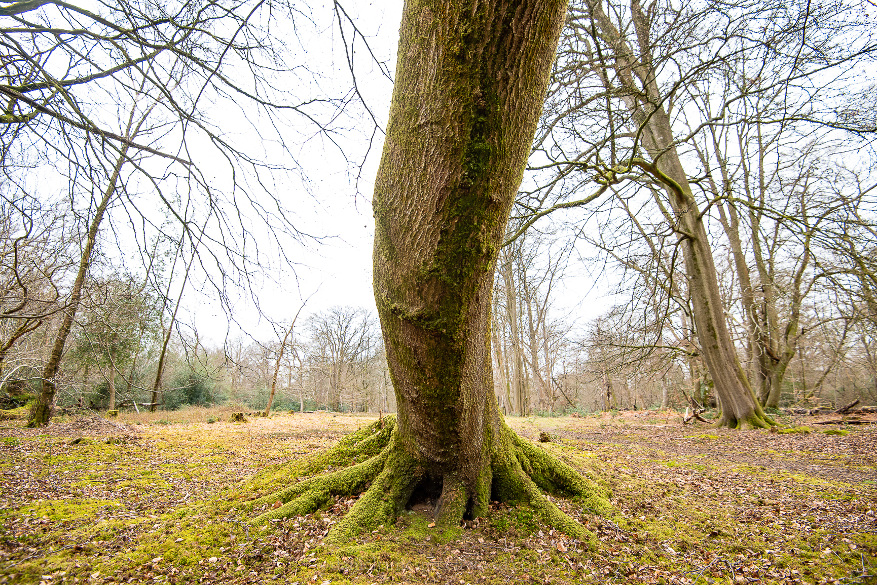 Ebernoe - 22-3-2019 djg-16