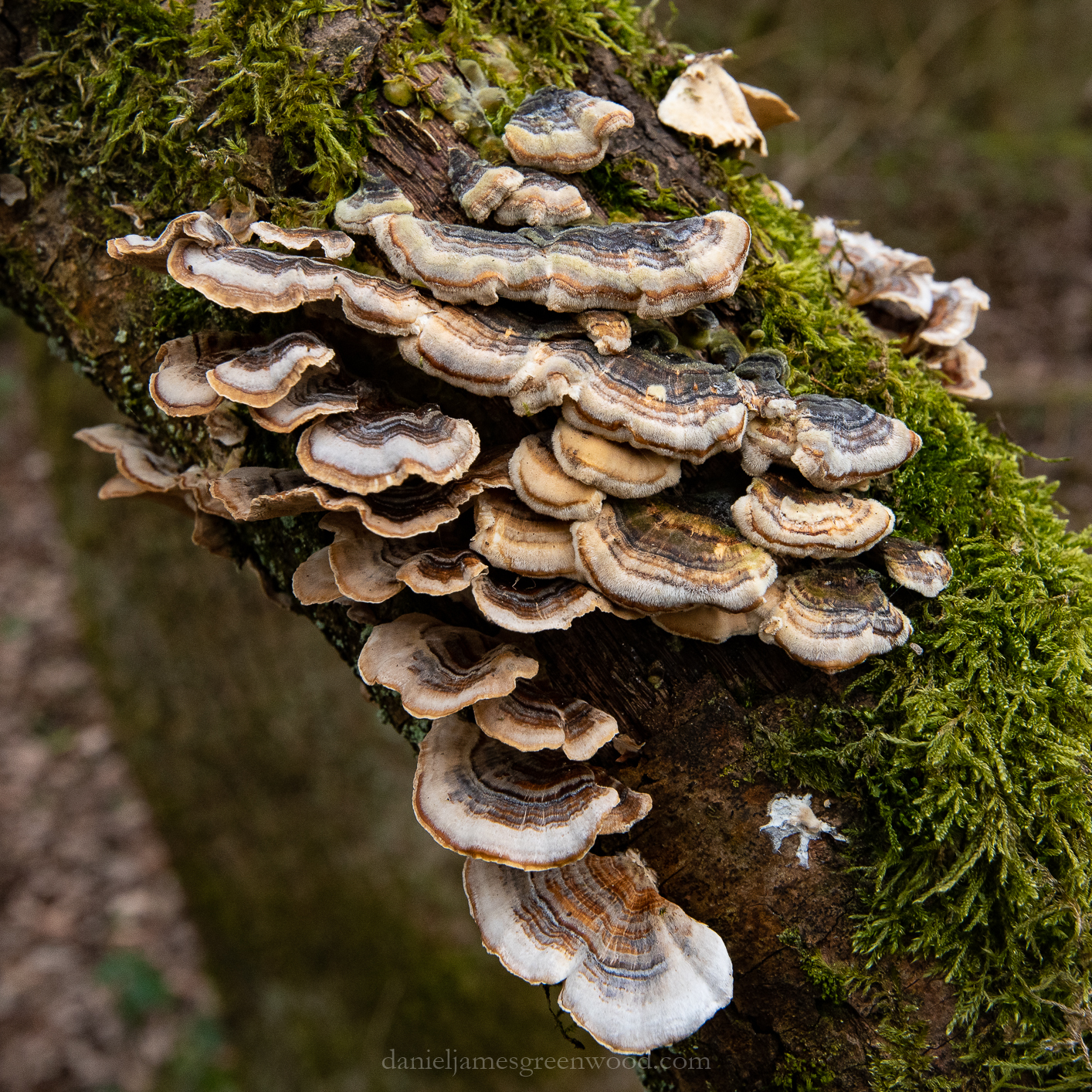 Ebernoe - 22-3-2019 djg-2