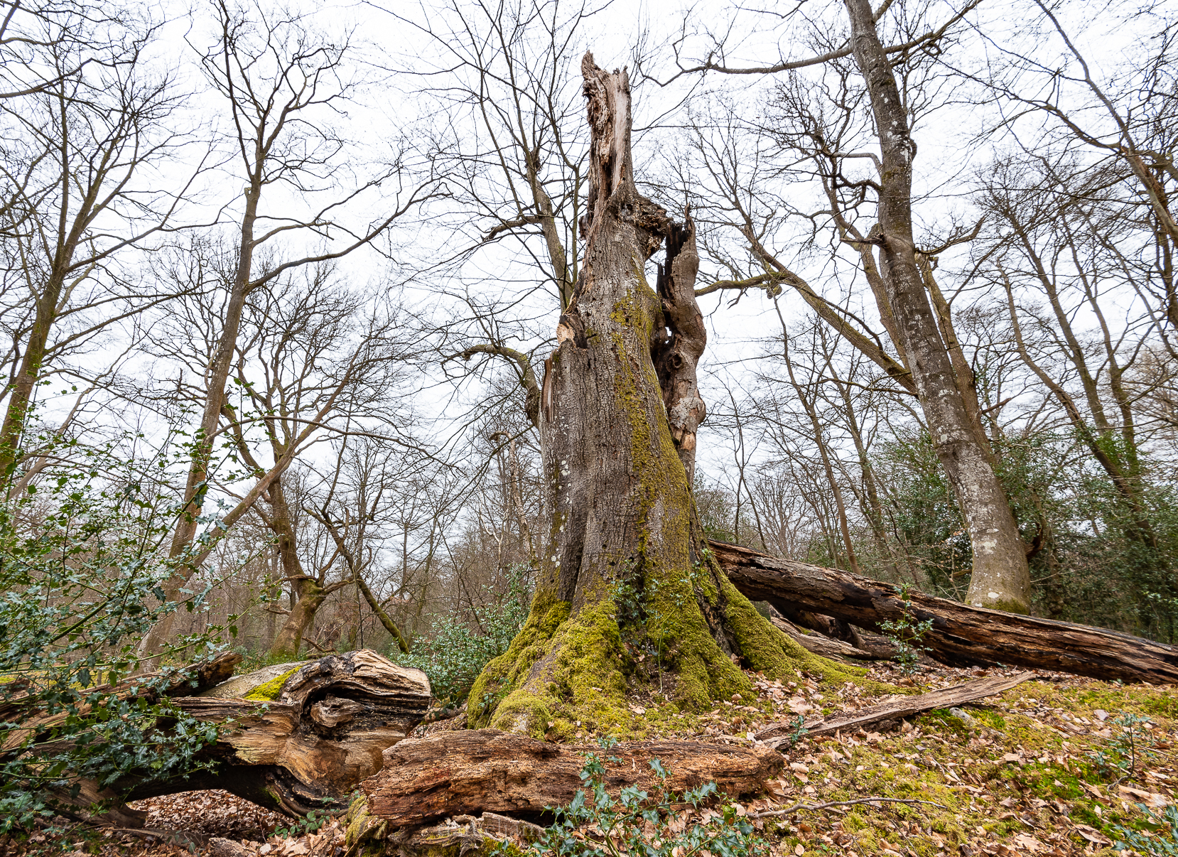 Ebernoe - 22-3-2019 djg-20