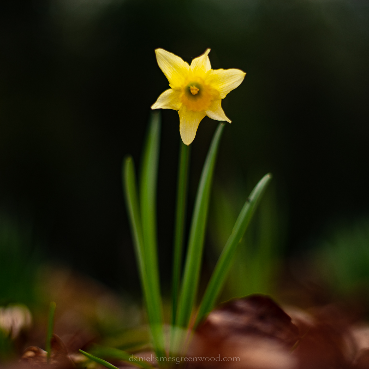 Ebernoe - 22-3-2019 djg-23