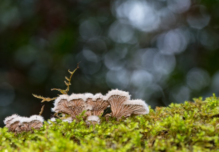 Ebernoe - November 2018 djg-20