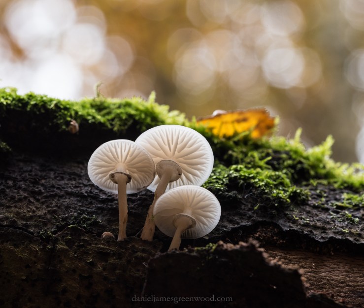 Ebernoe - November 2018 djg-7