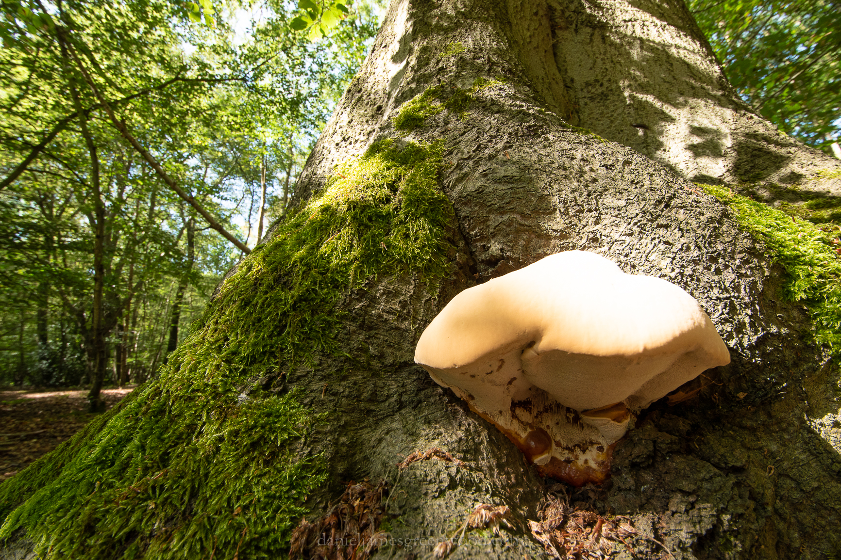 Epping Forest - 11-8-2018 - djg-19