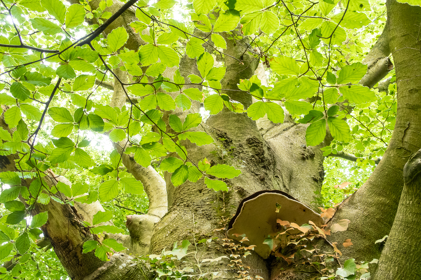 Fungi - July 2018 djg-10