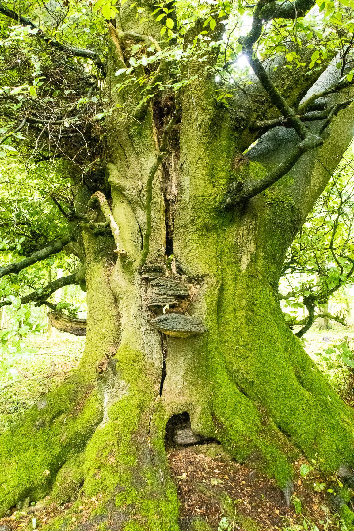 Fungi - July 2018 djg-12