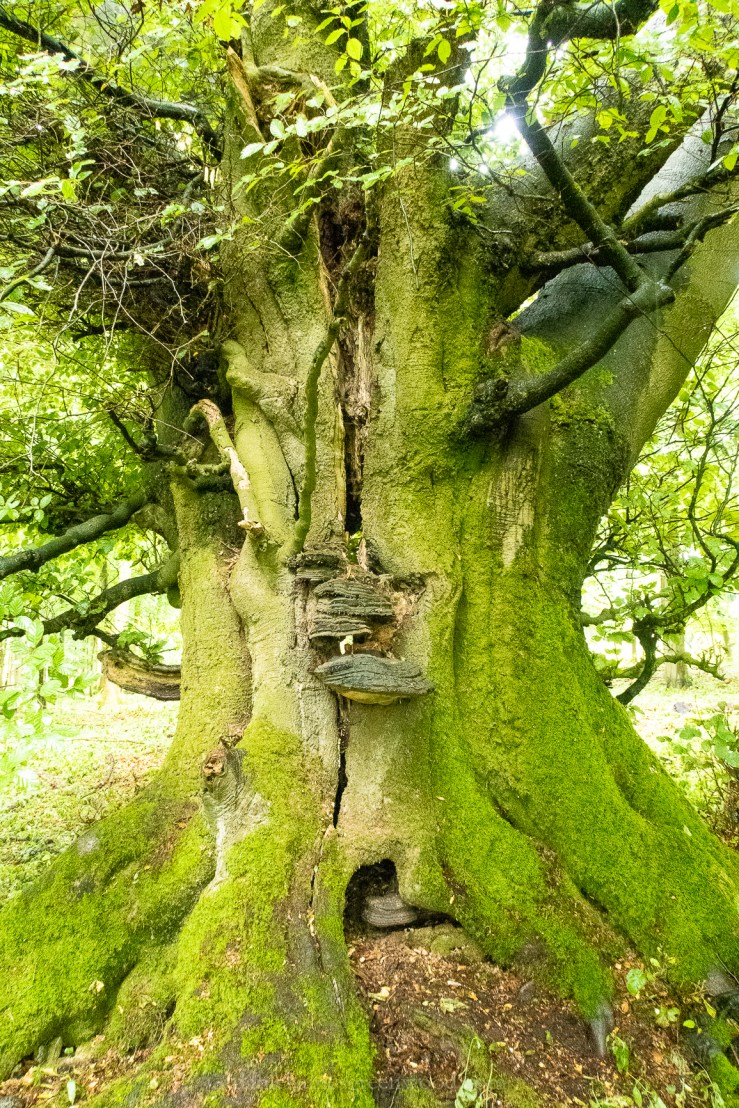 Fungi - July 2018 djg-12