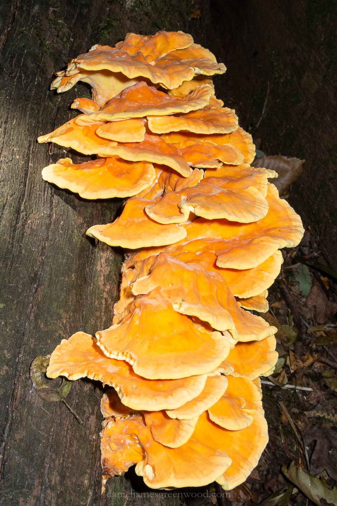 Fungi - July 2018 djg-6