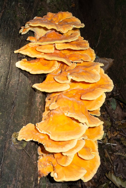 Fungi - July 2018 djg-6