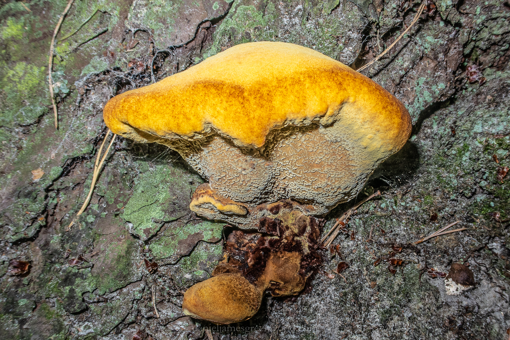 New Forest -12-9-2018 djg-32