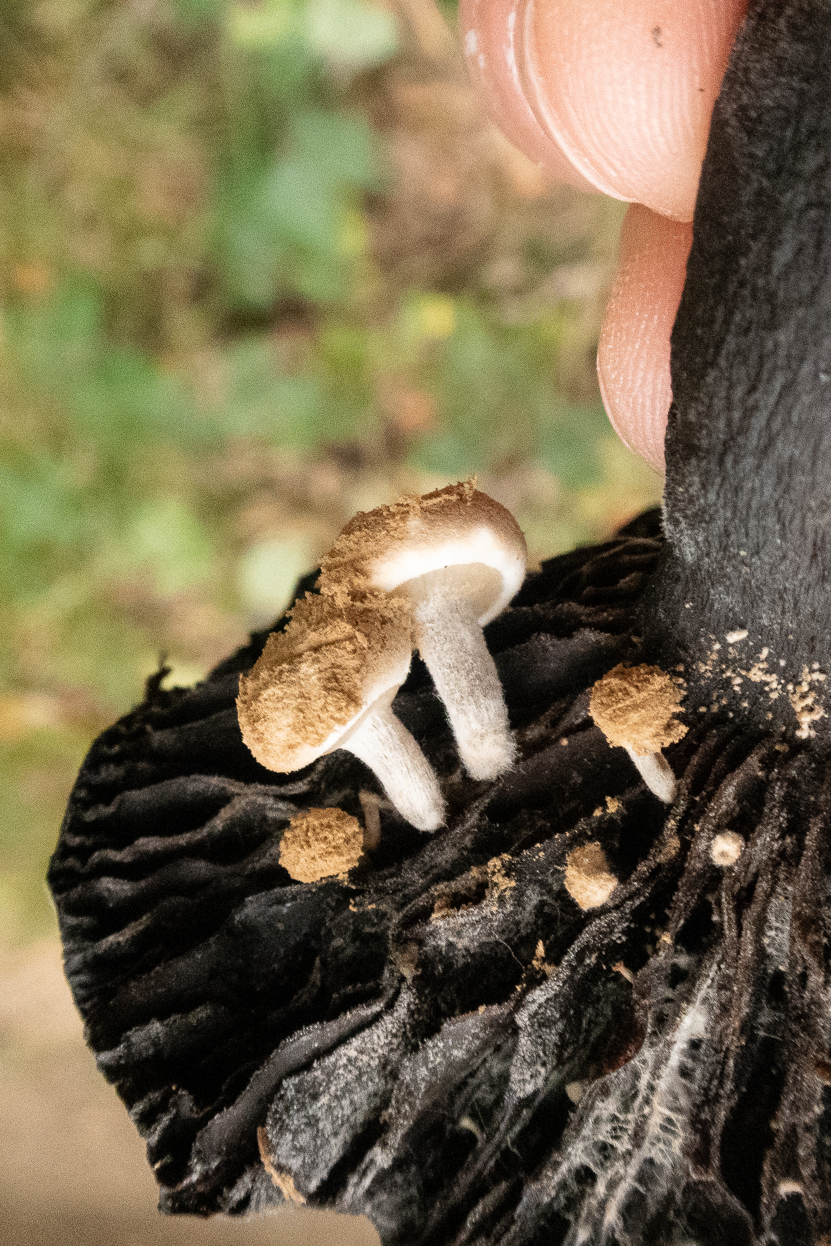 Nymans - September-2018 hi-res-1