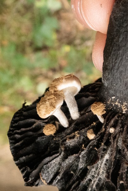 Nymans - September-2018 hi-res-1