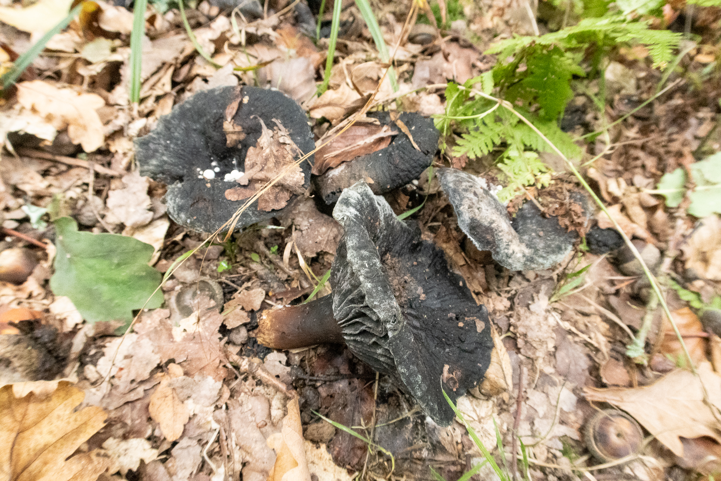 Nymans - September-2018 hi-res-2