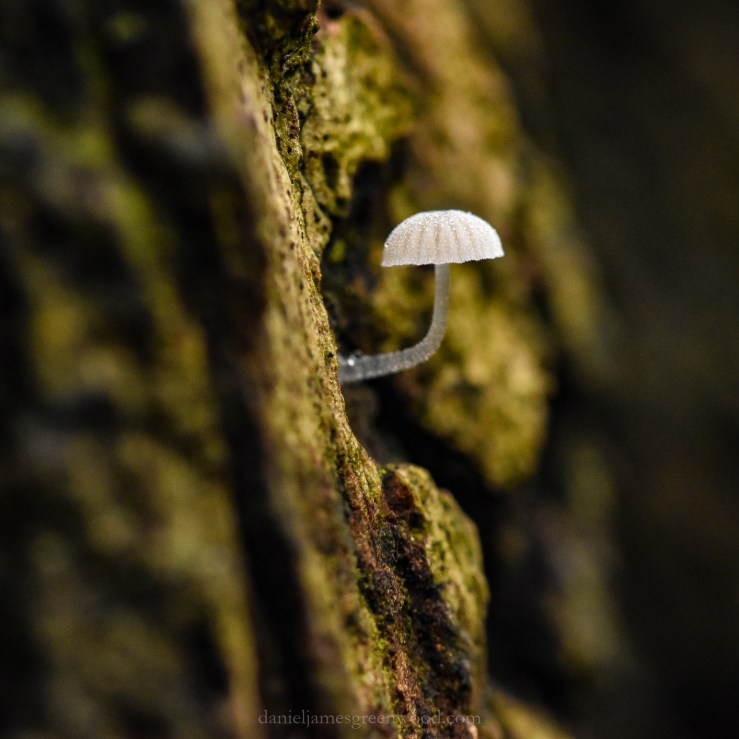 OTH - December-2018 djg-1