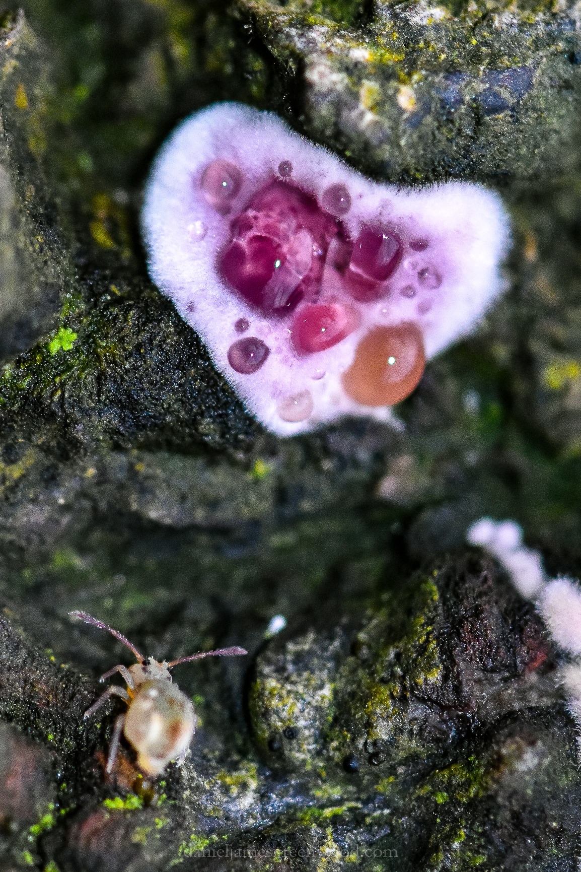 OTH - December-2018 djg-2