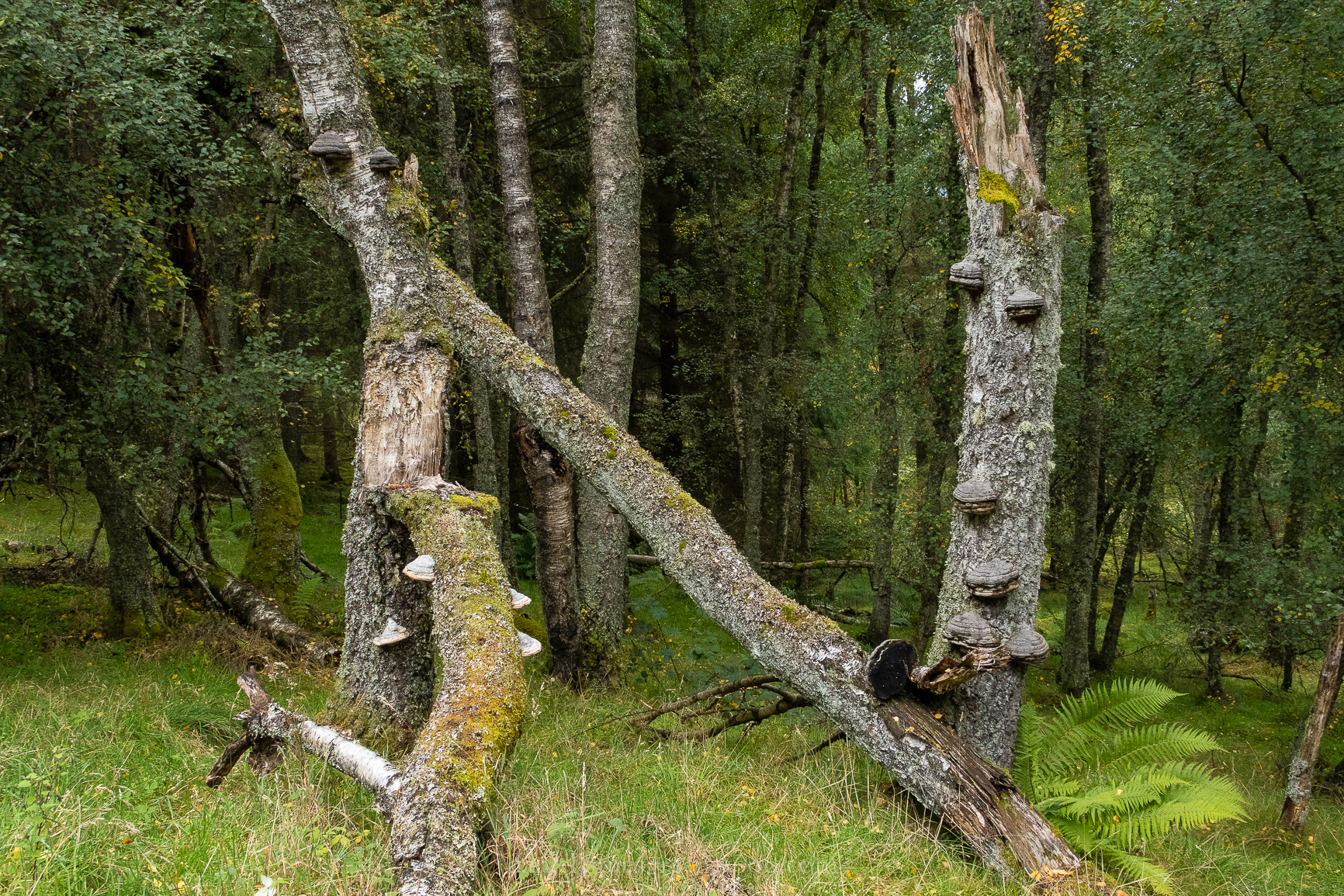 Perthshire - September 2018 djg-1