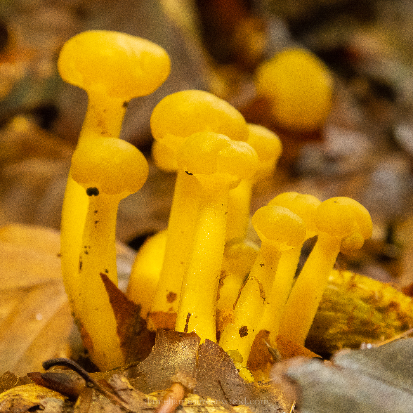 Perthshire - September 2018 djg-4