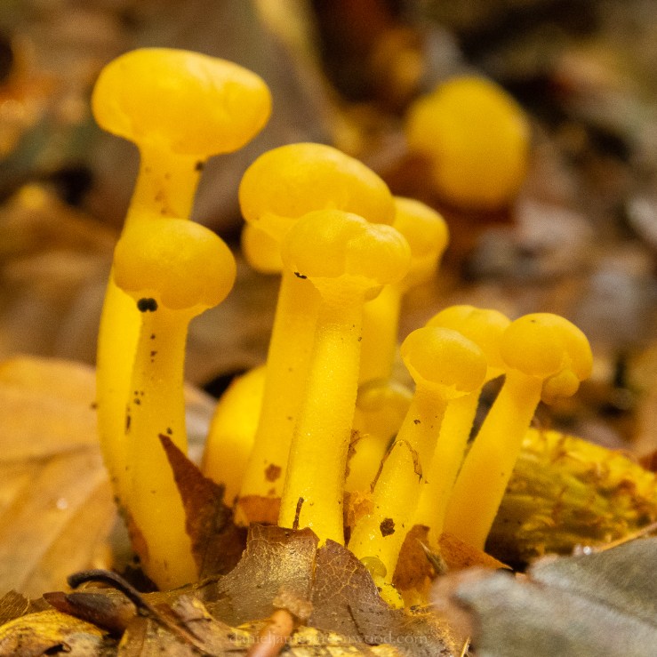 Perthshire - September 2018 djg-4