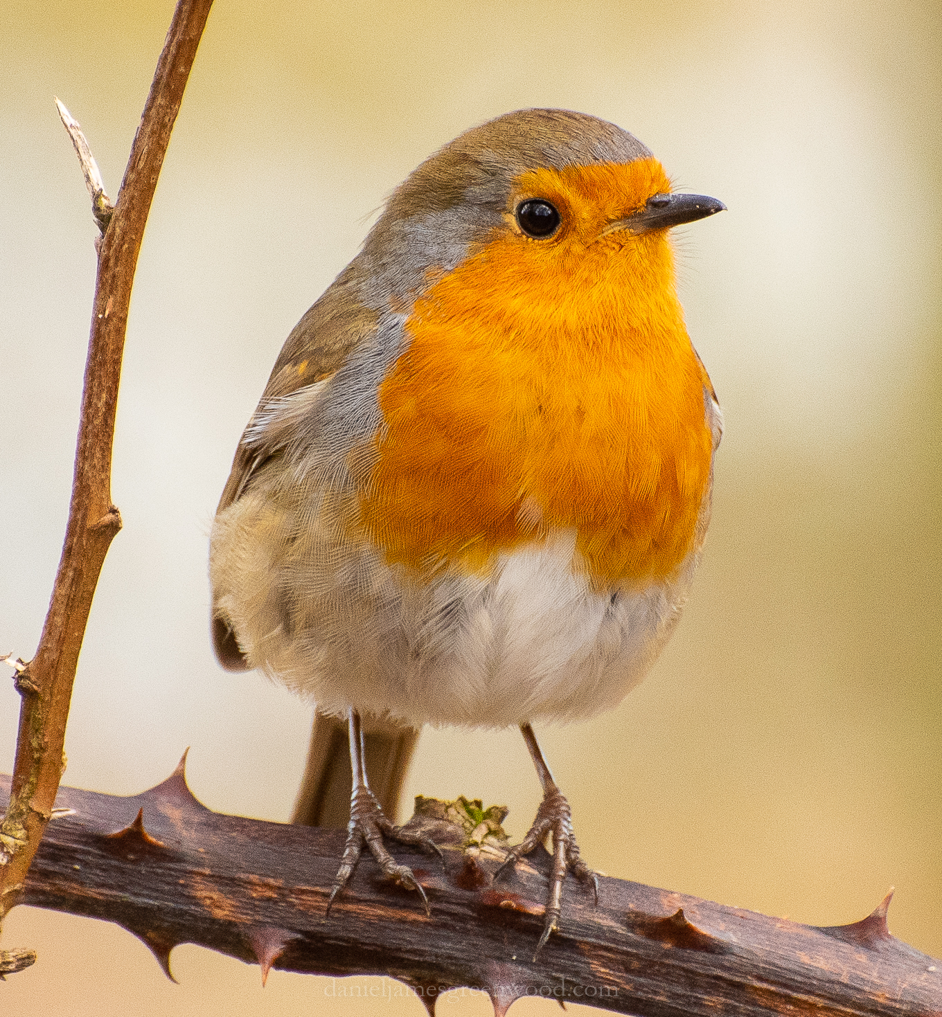 Pulborough - 2-3-2019 djg-18