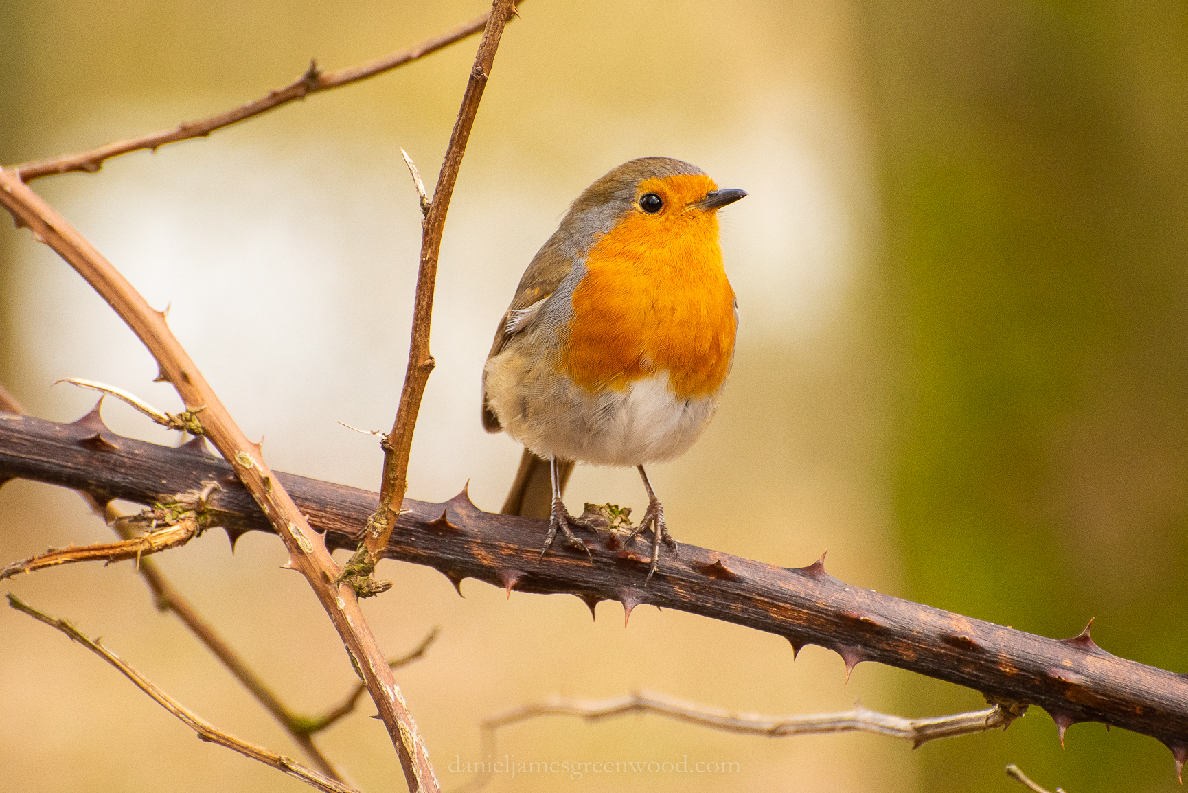 Pulborough - 2-3-2019 djg-20