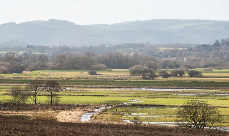 Pulborough - 2-3-2019 djg-33
