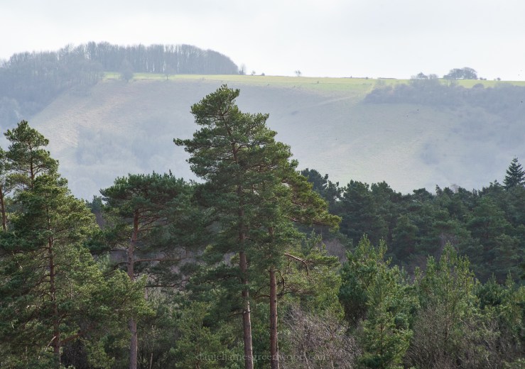 Pulborough - 2-3-2019 djg-42