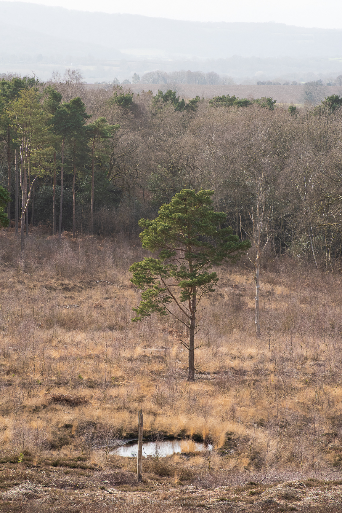 Pulborough - 2-3-2019 djg-46